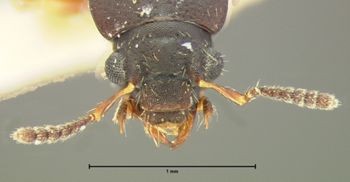 Media type: image;   Entomology 6542 Aspect: head dorsal view